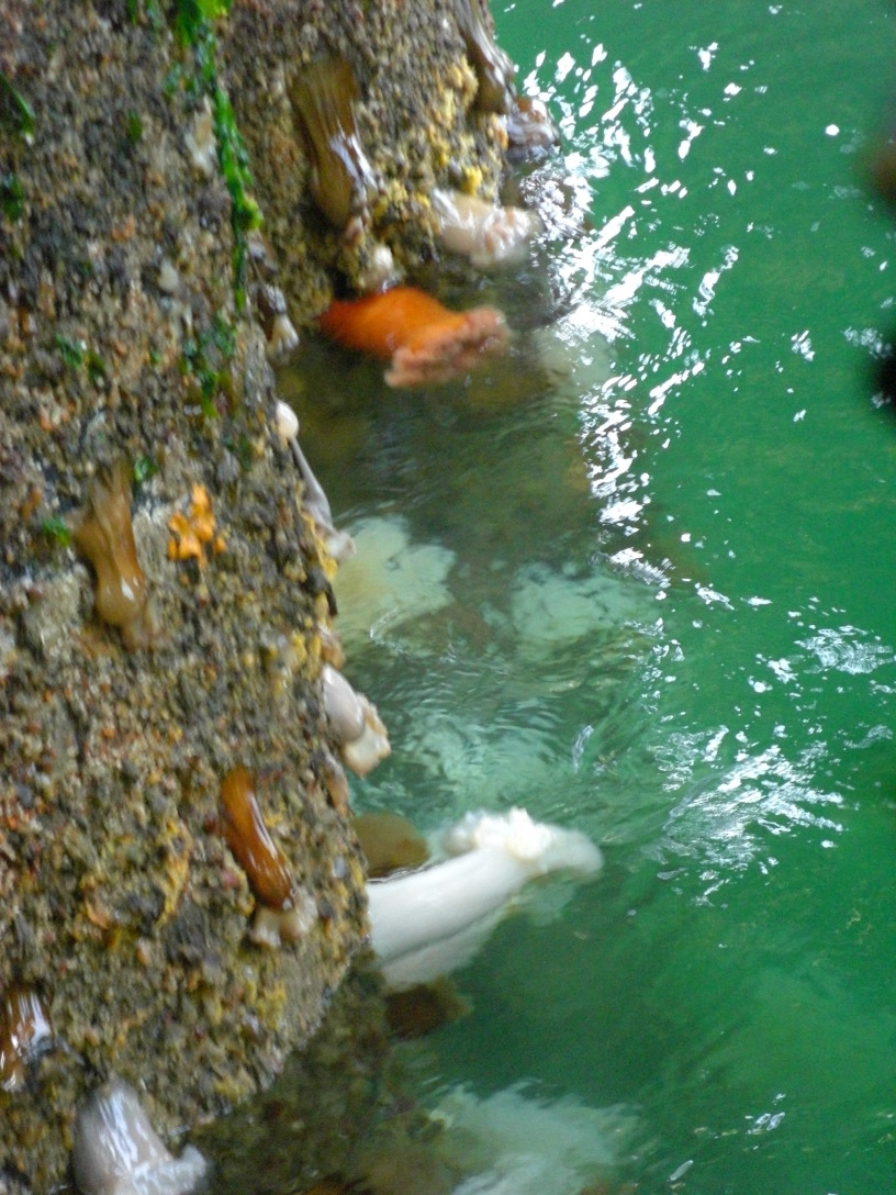 giant white and orange sea anemones