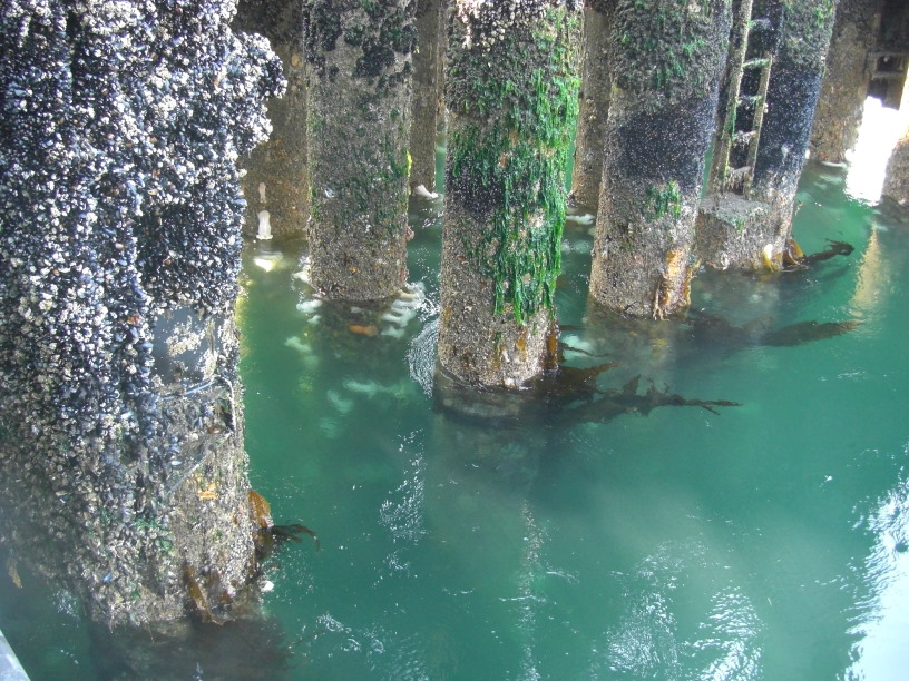 ferry dock pilings 2