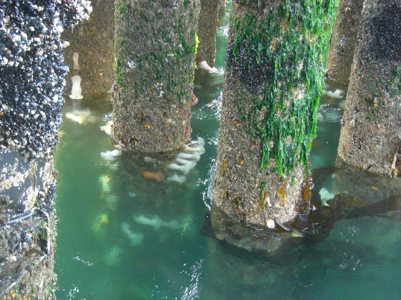 ferry dock pilings 3