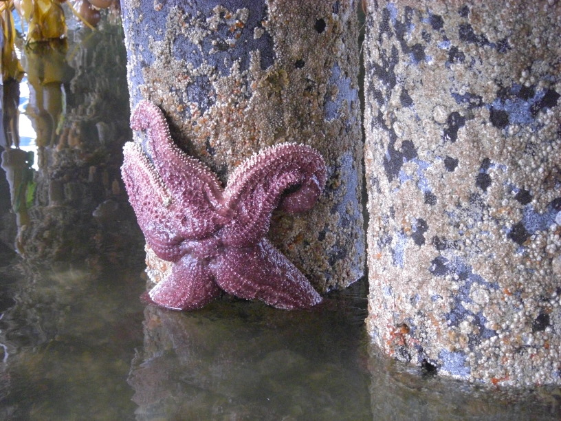 a nice purple sea star