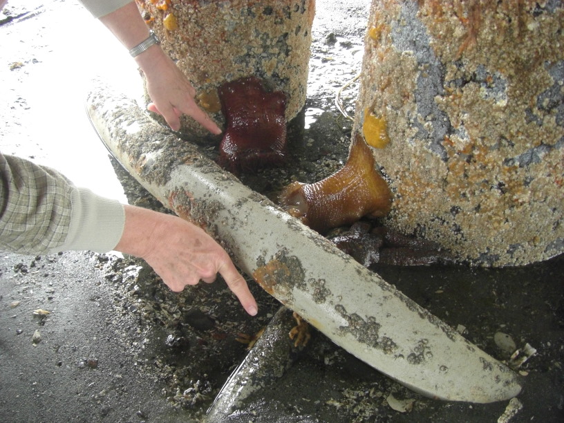 moonsnail standing on its monopod