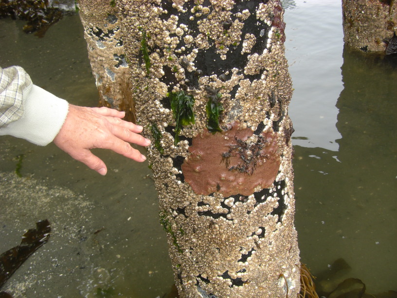 edge of a piece of moonsnail collar