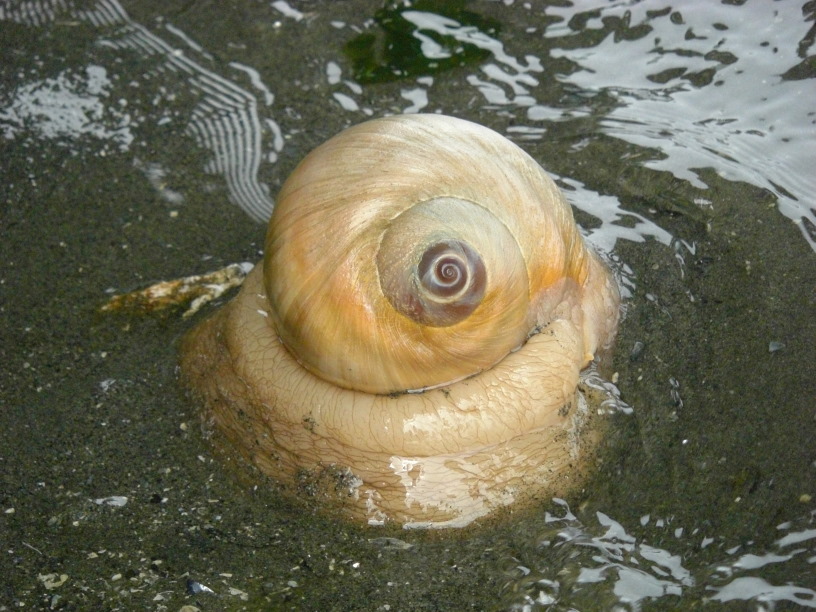 moonsnail standing on its monopod