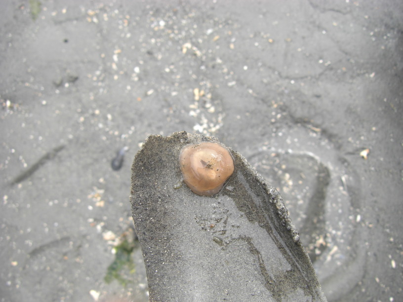 edge of a piece of moonsnail collar