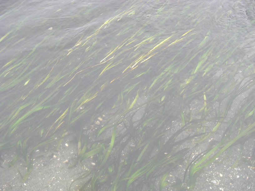 sea grass