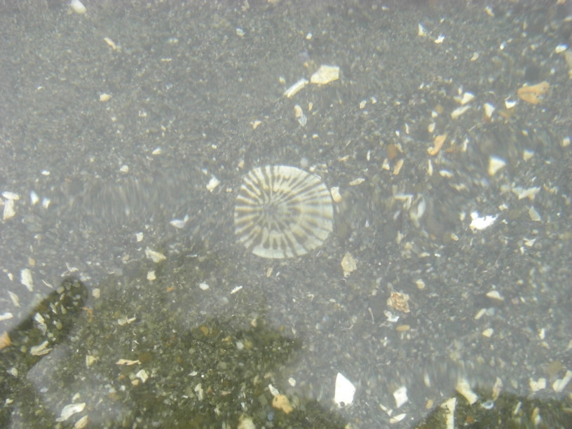 limpet under water