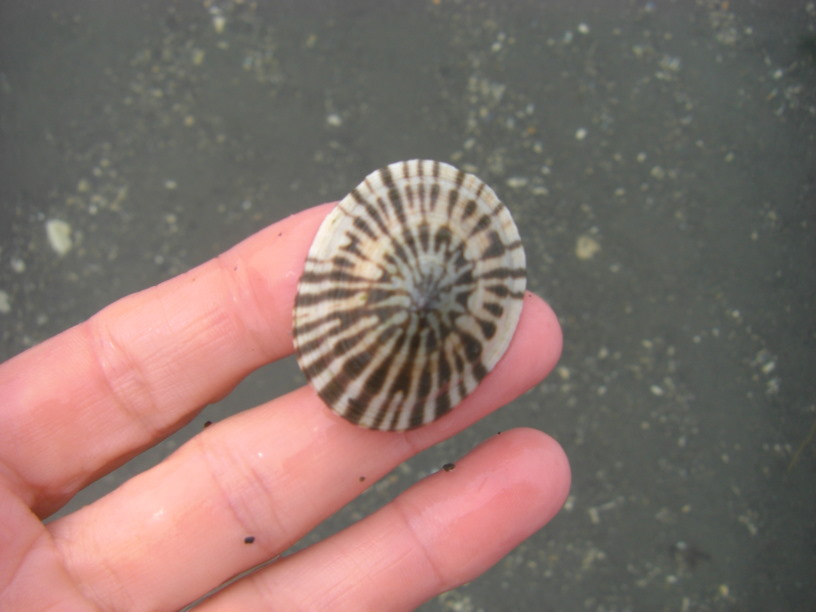 limpet