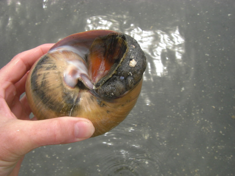 moonsnail with its door almost closed