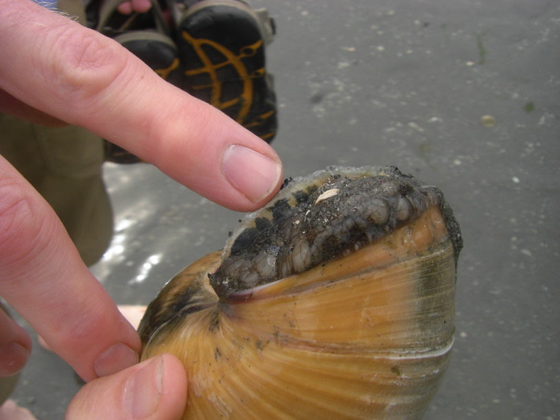 another moonsnail