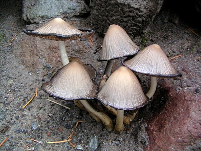 mushrooms_xpict2155_2.jpg