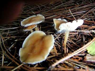 mushrooms_xpict2178_17.jpg