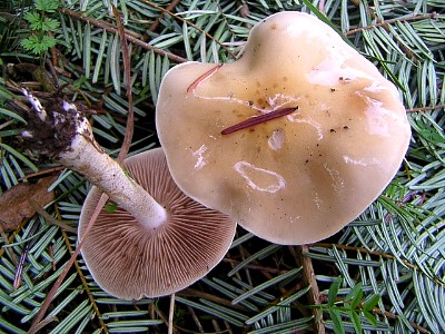 mushrooms_xpict2180_19.jpg