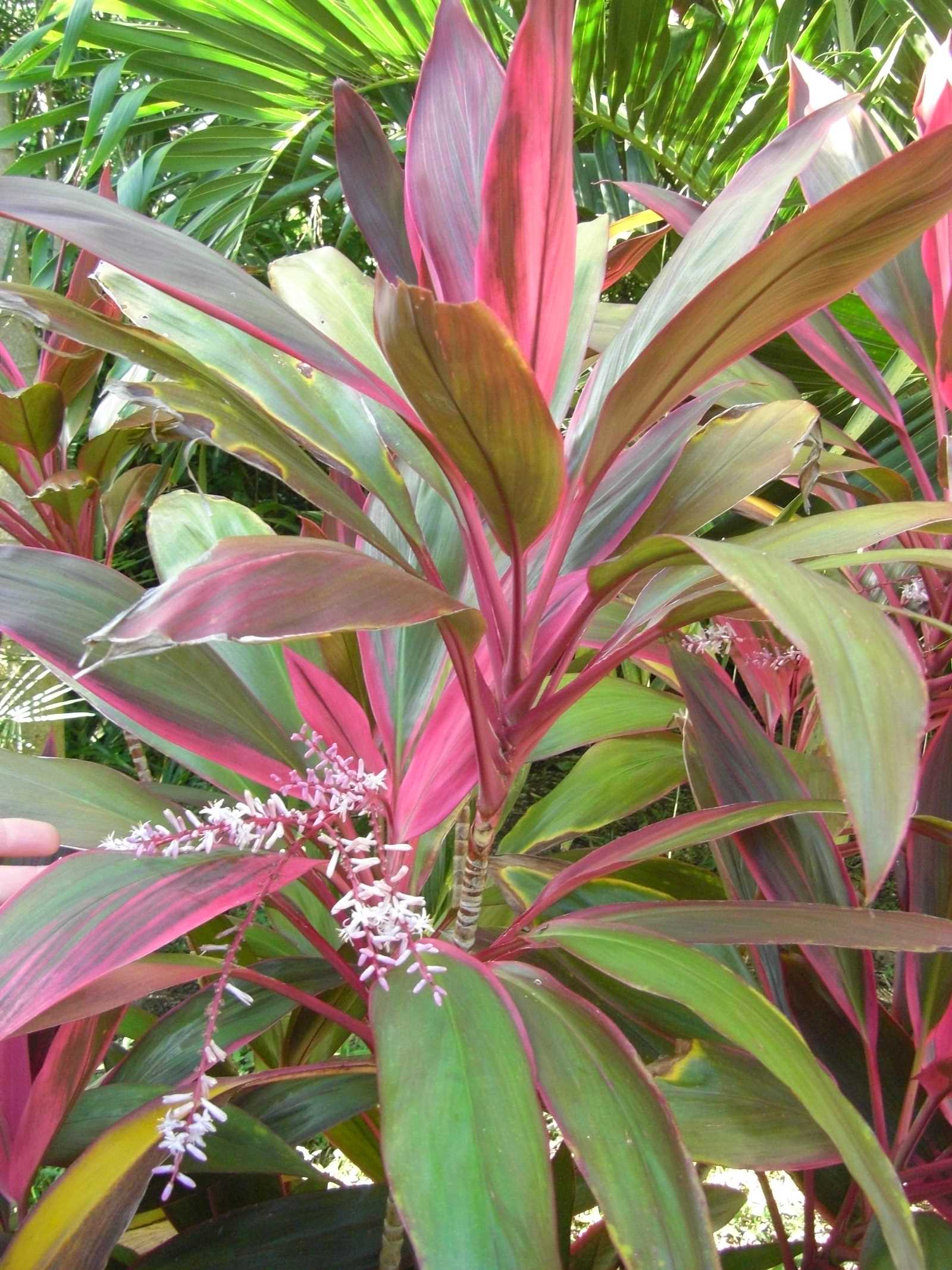 Magenta Plant