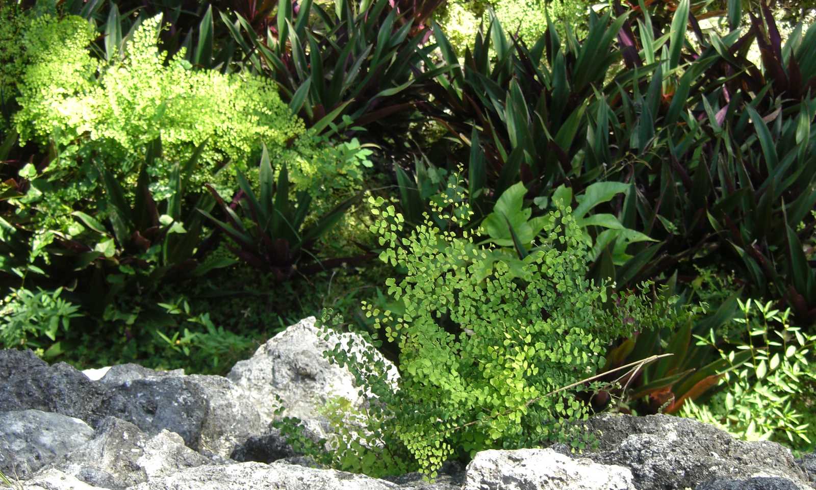 CIMG09
94cr  maidenhair fern
