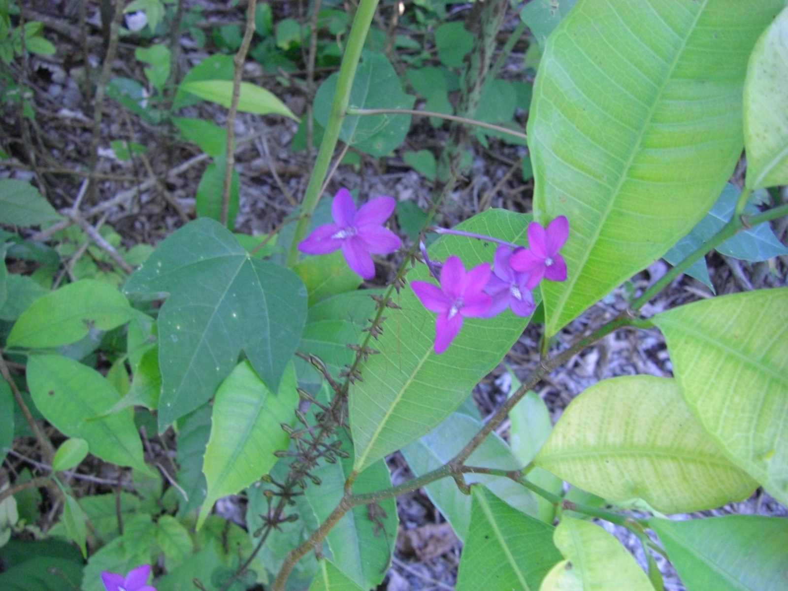 CIMG10
37 violets?
