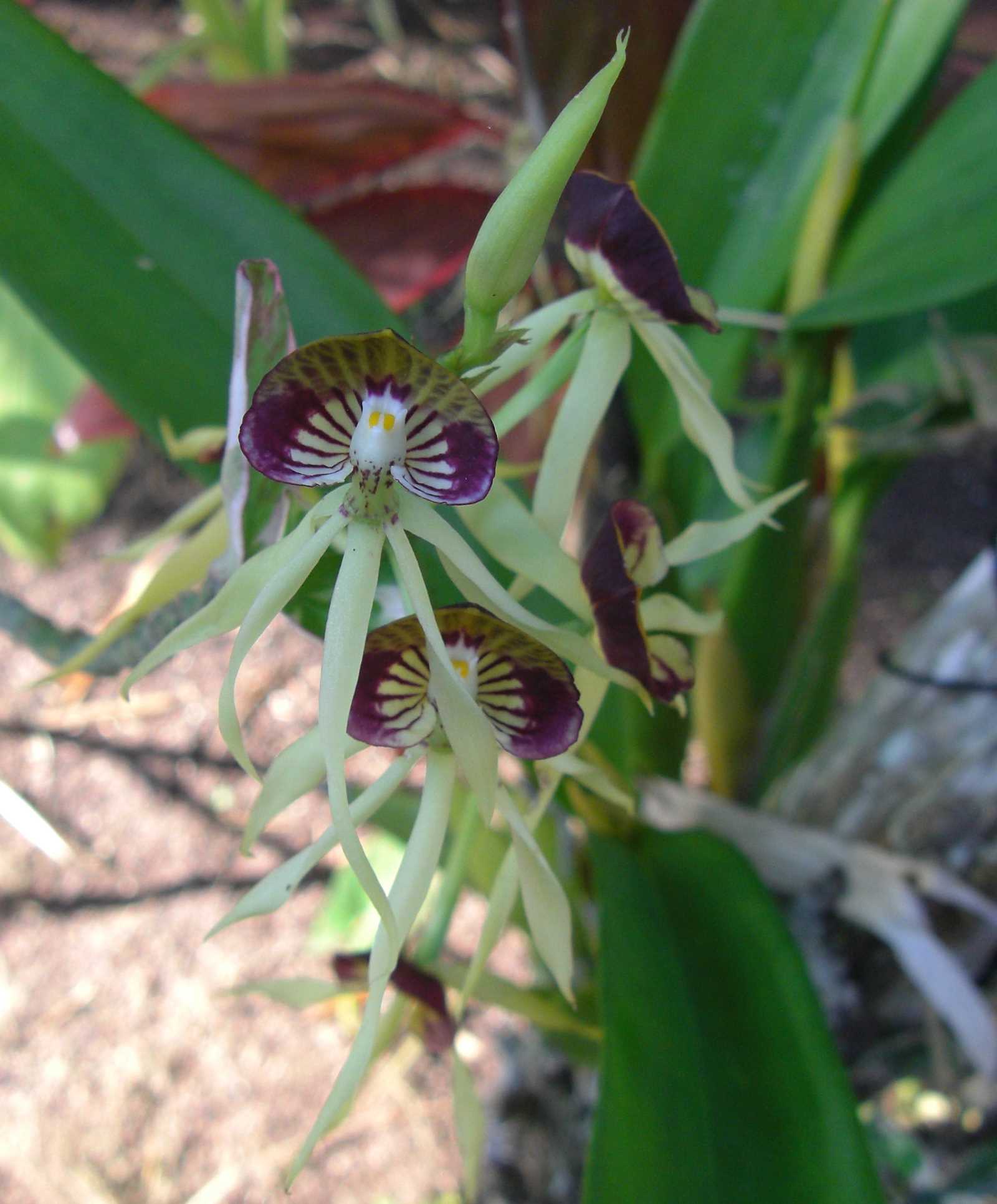CIMG10
71cr orchid1
