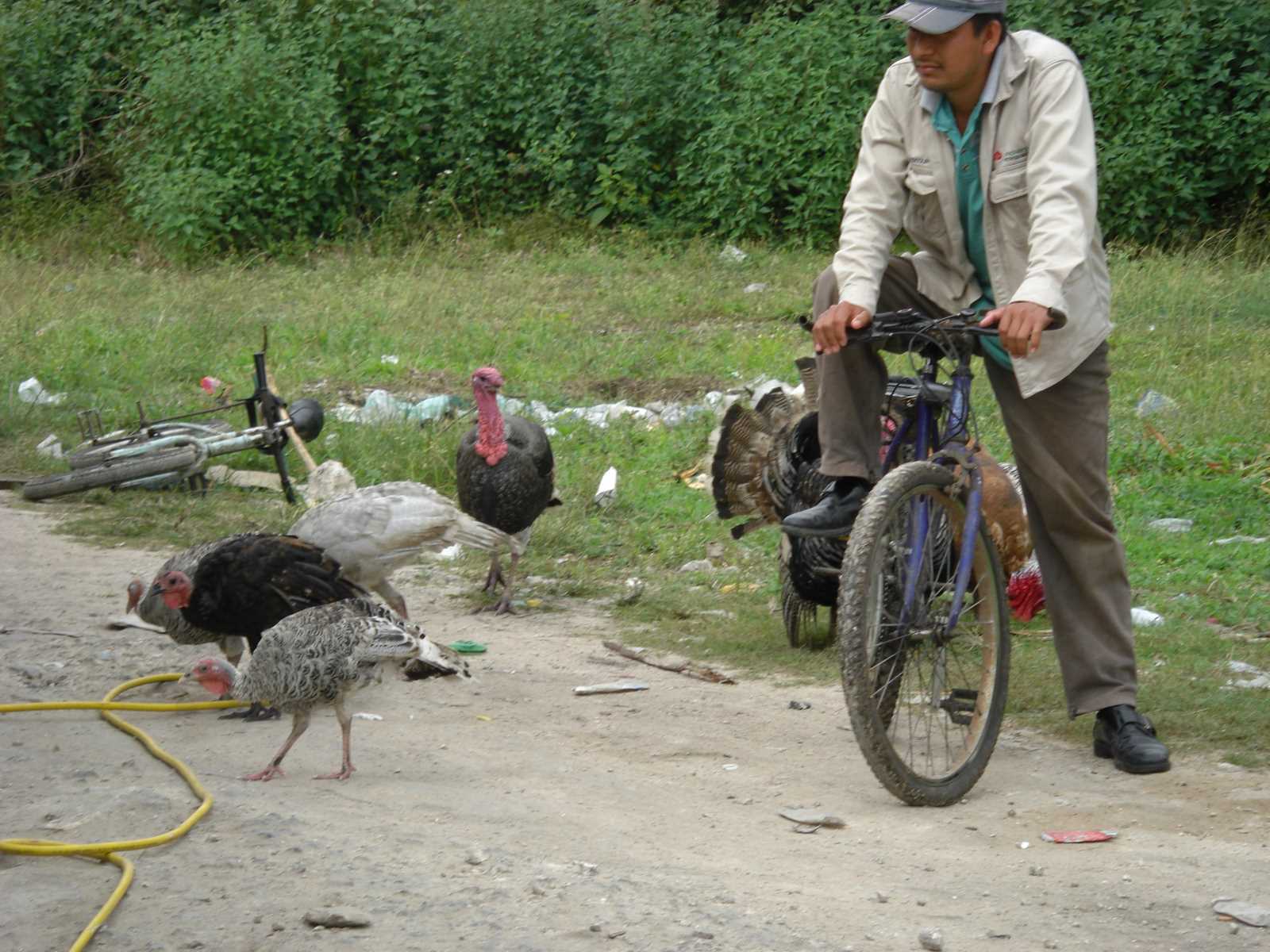 CIMG10
78 turkeys and bike
