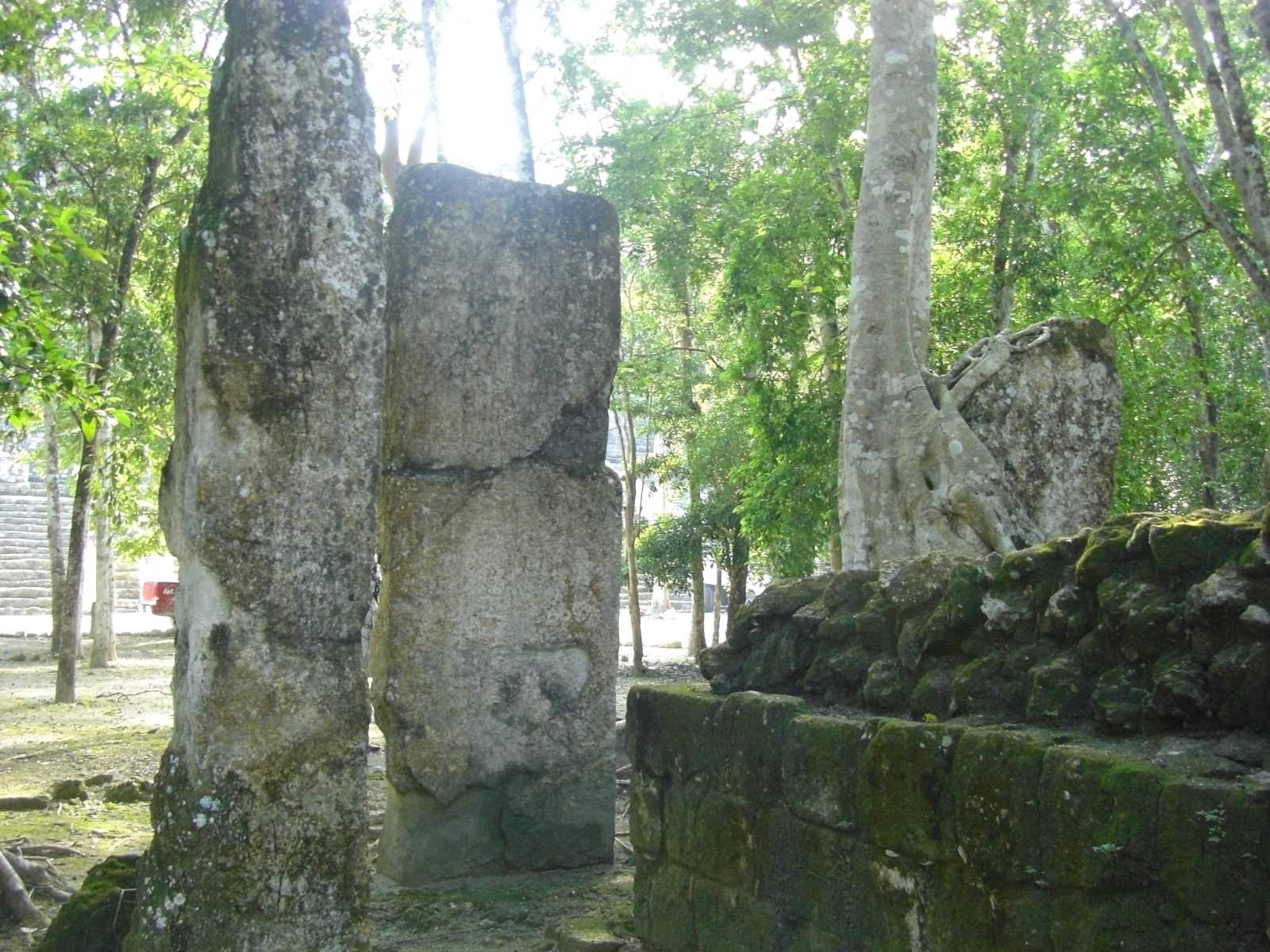 CIMG11
34 tree eating a stela
