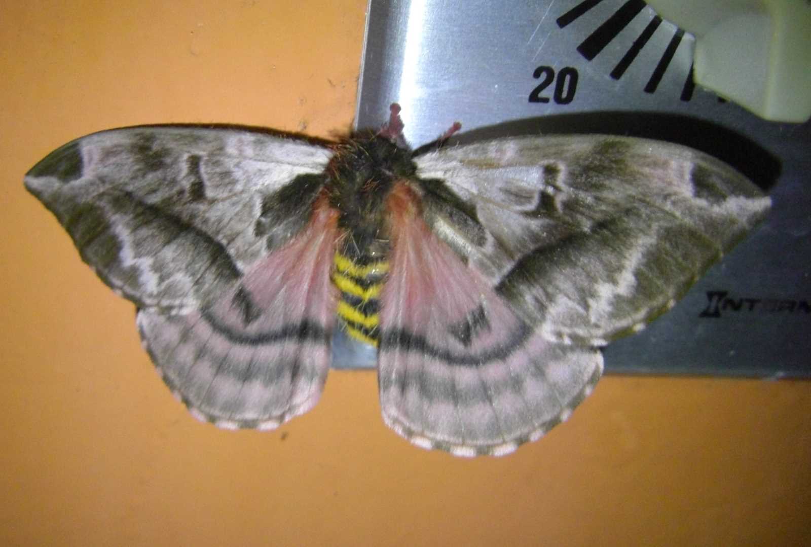 CIMG12
26cr  moth
