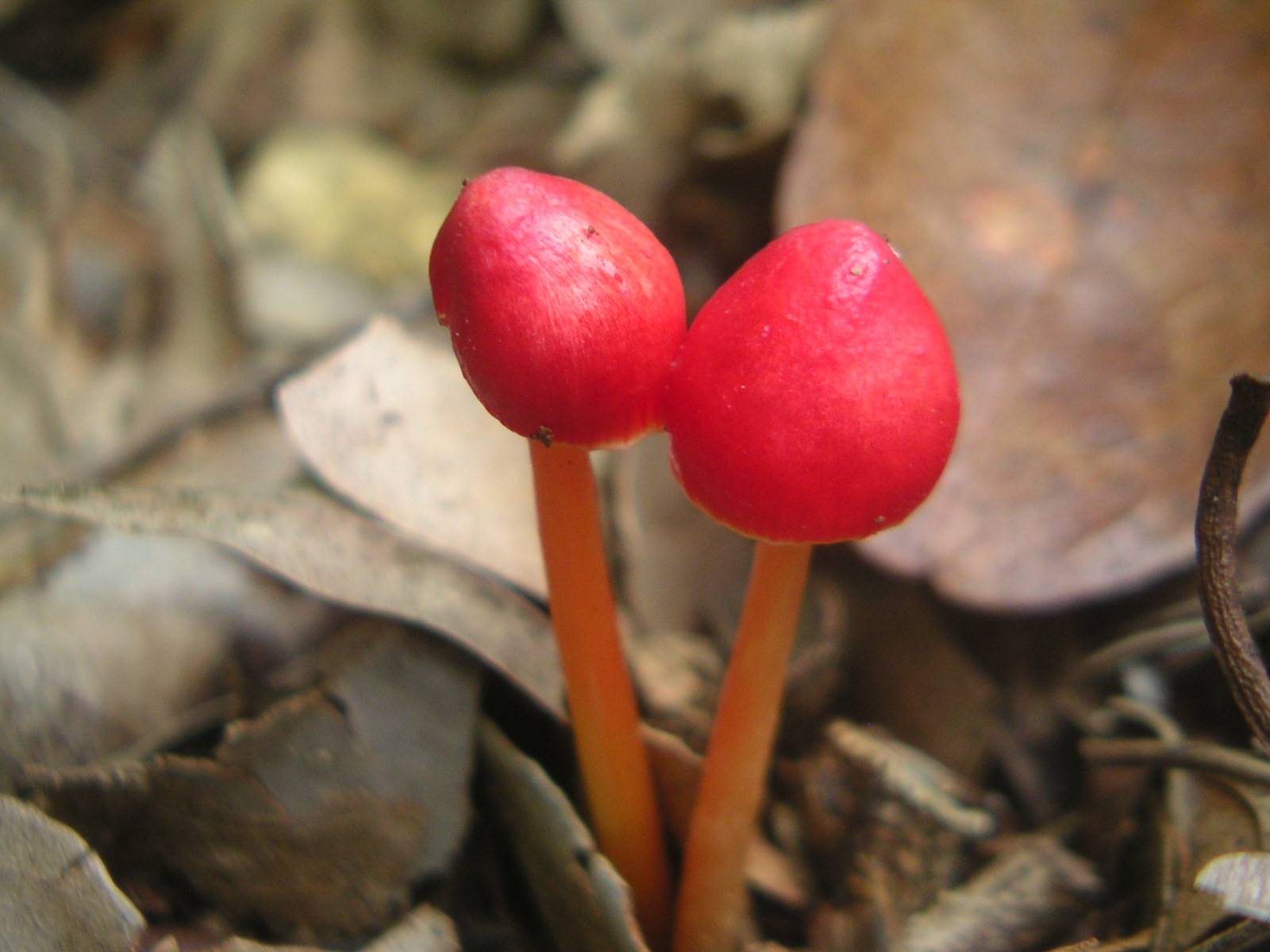 
Pict0004 red mushrooms 
