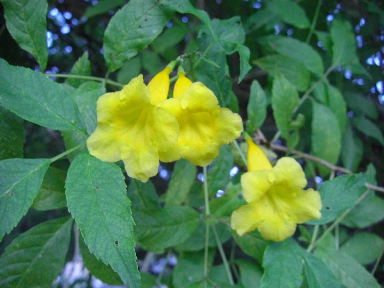 CIMG17
23 yellow flower
